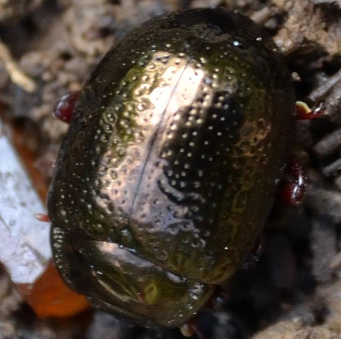 Coleottero da Palermo: Chrysolina bankii